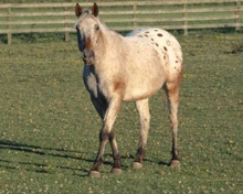 Appaloosa