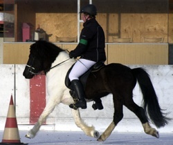 Islandpferd im Trab auf Eis