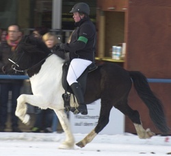 Töltendes Islandpferd auf Eis