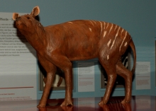 Eohippus - Darstellung im Westfälischen Pferdemuseum im Allwetterzoo Münster