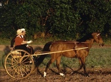 Fahrausrüstung - Fahren mit Pferden