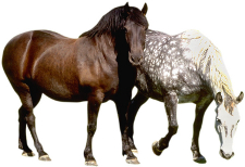 Fell und Farben beim Pferd