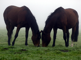 Friedliches Grasen