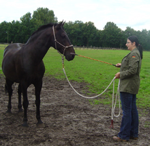 Horsemanship - Bodenarbeit zum Vertrauensaufbau