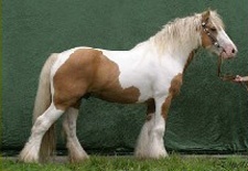 Pferd gestohlen? Stuart Malone wird gesucht...