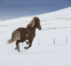 Reykjavik im Zeichen des Islandpferdes