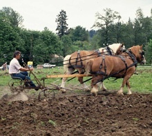 Pferde in der Landwirtschaft