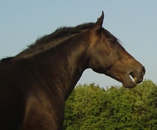 Pferd wiehert nach seiner Herde