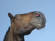 So riecht das Pferd