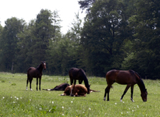 Pferde beim Fressen, Ruhen und Schlafen