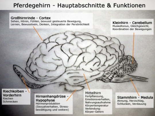 Pferdegehirn