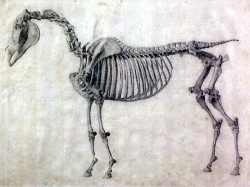 Skelett des Pferdes