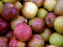Äpfel als Saftfutter für das Pferd Saftfutter Pferde: Äpfel