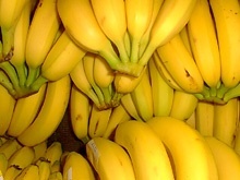 Pferde mit Bananen füttern Bananen als Saftfutter für Pferde?