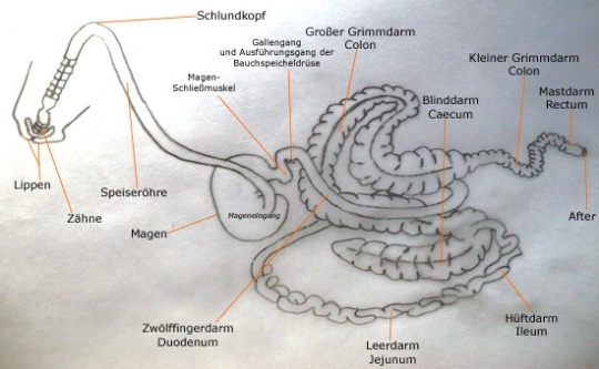 Verdauungsorgane