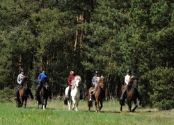 Wanderreiten mit Islandpferden - zur WM 2013