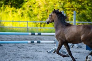 Ordentliche und witterungssichere Unterbringung der Ausstattung für den Reitplatz